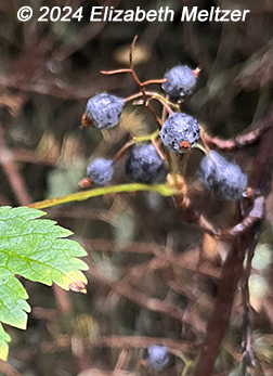 fruit